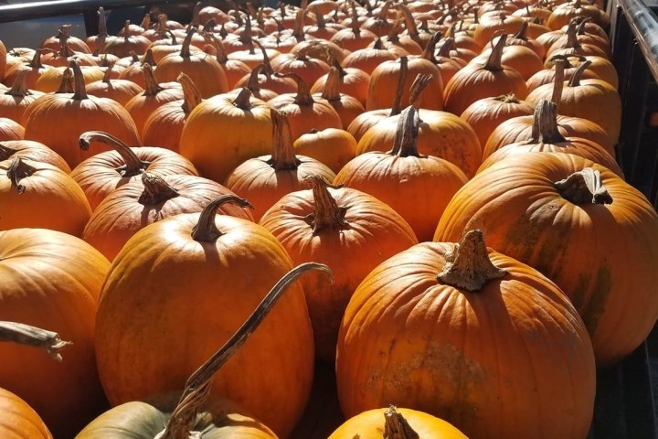 Pumpkins on train