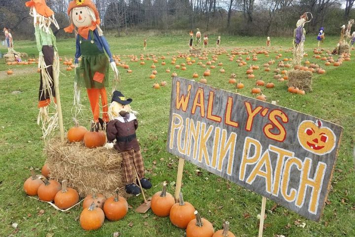 wally's pumpkin patch
